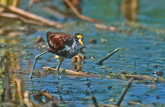 Jacana spinosa NORTHERN JACANA 90411z