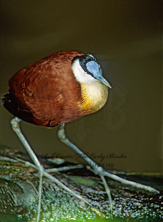 Actophilornis africanus  AFRICAN JACANA 126033z