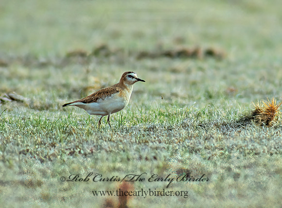 Charadrius montanus  MOUNTAIN PLOVER 102135z