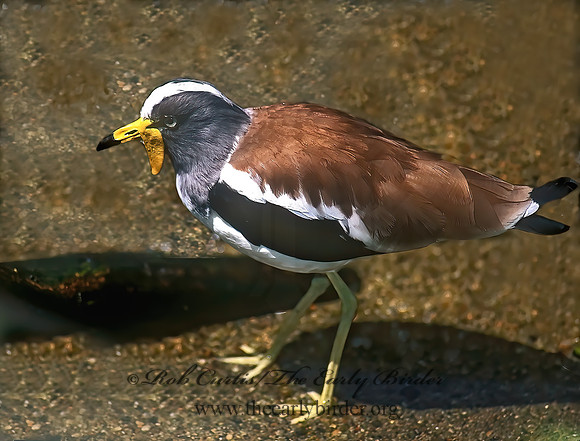 Vanellus albiceps  WHITE-HEADED LAPWING 126519-2z