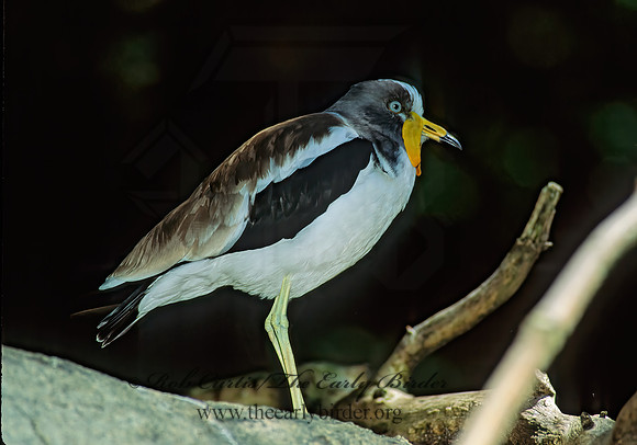 Vanellus albiceps  WHITE-HEADED LAPWING 126024z