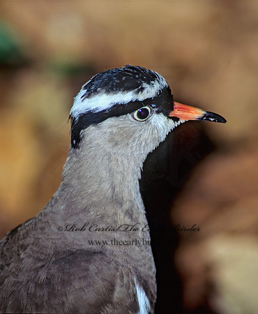 Vanellus coronatus  CROWNED LAPWING 45202z