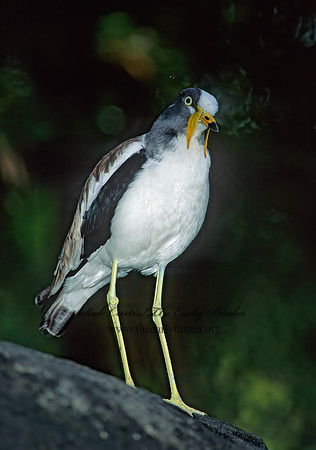 Vanellus albiceps  WHITE-HEADED LAPWING 126511z