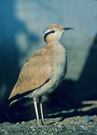Cursorius cursor  CREAM-COLORED COURSOR  126815z