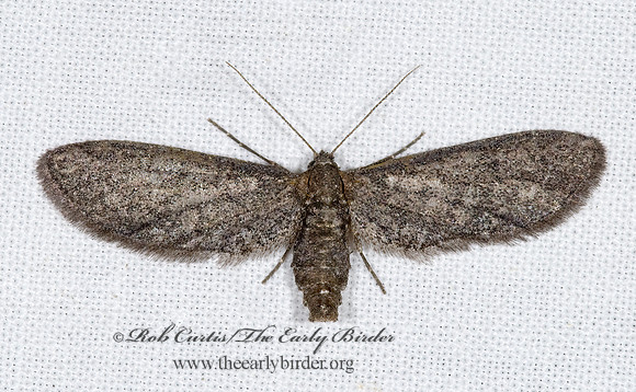 Glaucina BOARMIINI GEOMETER 6025161z