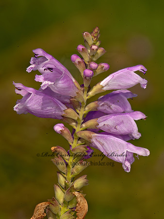 Physostegia angustifolia  NARROW-LEAVED OBEDIENT PLANT 8017902z