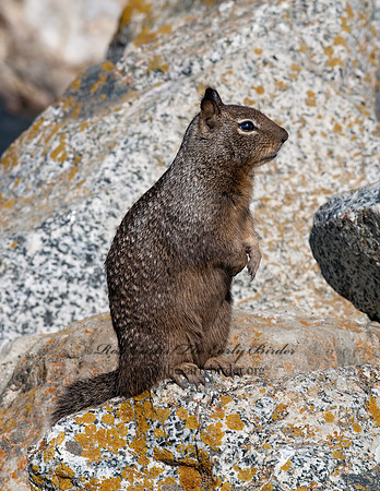 Otospermophilus beecheyi  CALIFORNIA GROUND SQUIRREL 7017636z