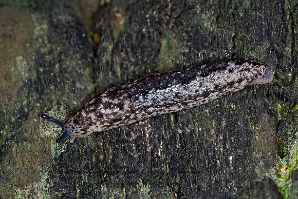 Philomycus carolinianus CAROLINA MANTLE SLUG 6017081z