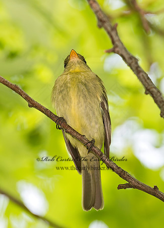 Empidonax flaviventris  YELLOW-BELLIED FLYCATCHER 9022955z