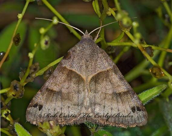 Caenurgina erechtea FORAGE LOOPER 6013609 z