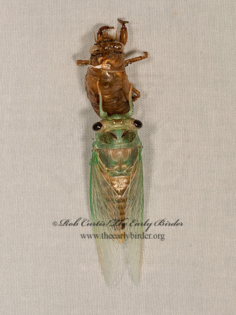Neotibicen linnei  LINNE'S CICADA 3022805z
