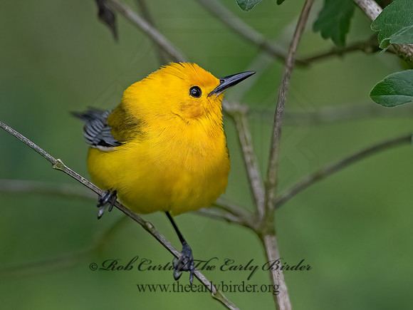 Protonotaria citrea  PROTHONOTARY WARBLER 3030475z