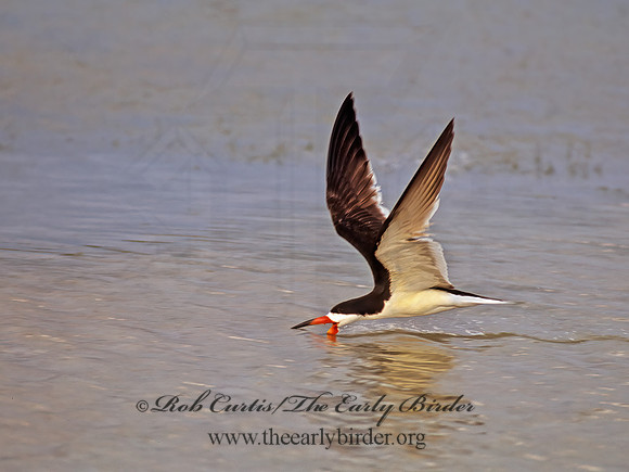 Rhyncops niger  BLACK SKIMMER 271116z