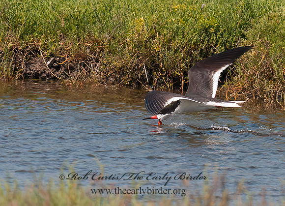 Rhyncops niger  BLACK SKIMMER 3016645z