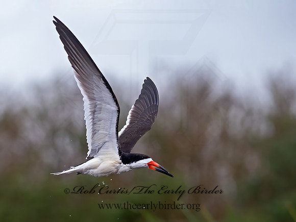 Rynchops niger  BLACK SKIMMER 6040121z