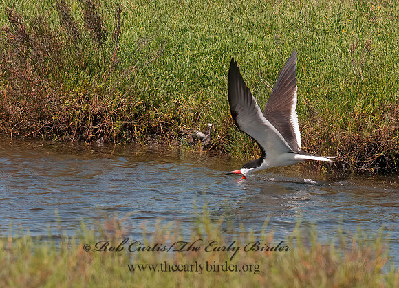 Rhyncops niger  BLACK SKIMMER 3016648z