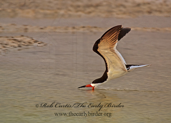 Rhyncops niger  BLACK SKIMMER 271120z