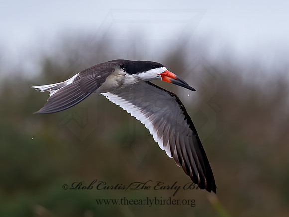 Rynchops niger  BLACK SKIMMER 6040123z
