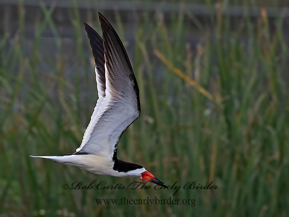 Rynchops niger  BLACK SKIMMER 6040275z