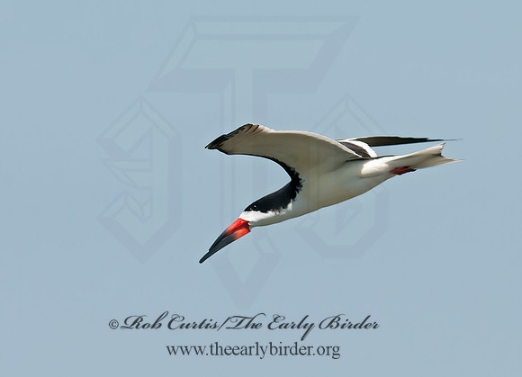 Rhyncops niger  BLACK SKIMMER 3016644z