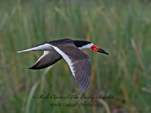 Rynchops niger  BLACK SKIMMER 6040277z
