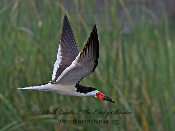 Rynchops niger  BLACK SKIMMER 6040276z