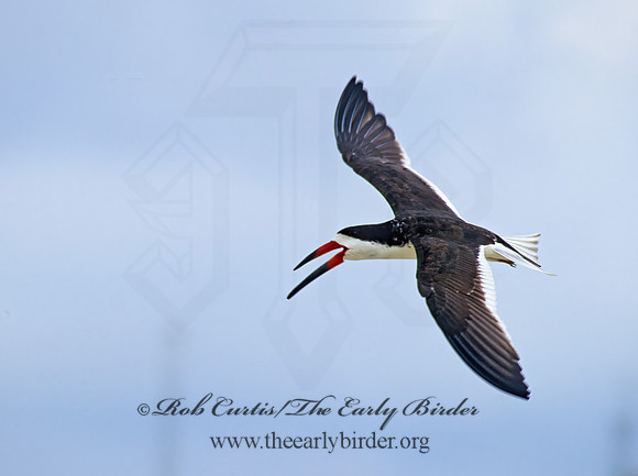 Rhyncops niger  BLACK SKIMMER 166536z