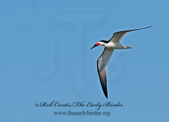 Rhyncops niger  BLACK SKIMMER 3016708z