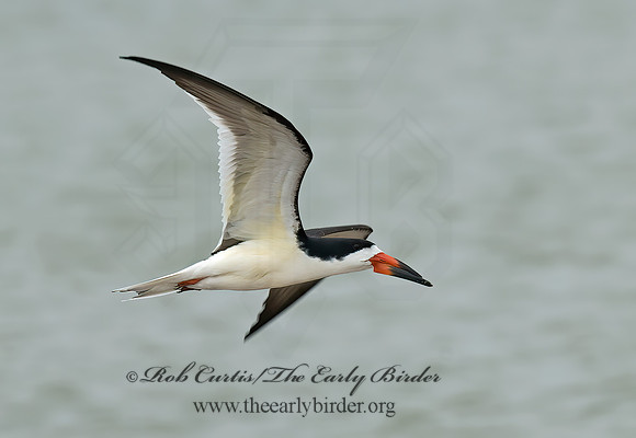 Rhyncops niger  BLACK SKIMMER 6023081z
