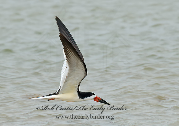 Rhyncops niger  BLACK SKIMMER 6023083z