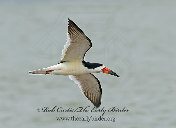 Rhyncops niger  BLACK SKIMMER 6023082z