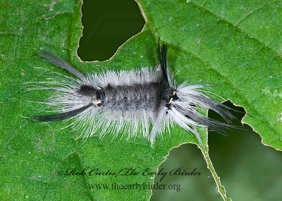 Halysidota tessellaris BANDED TUSSOCK MOTH 6014388z