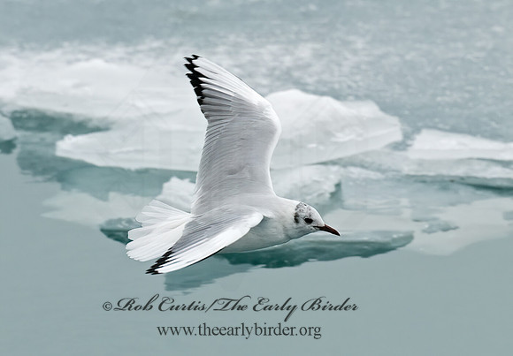 Chroicocephalus ridibundus  BLACK-HEADED GULL 6020994z