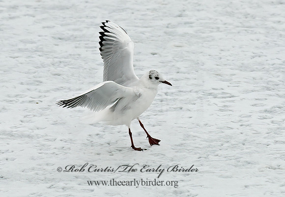 Chroicocephalus ridibundus  BLACK-HEADED GULL 6021018z