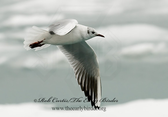 Chroicocephalus ridibundus  BLACK-HEADED GULL 6021050z