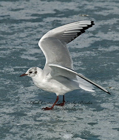 Chroicocephalus ridibundus  BLACK-HEADED GULL 6021102z