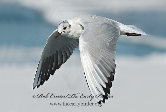 Chroicocephalus ridibundus  BLACK-HEADED GULL 6021110z