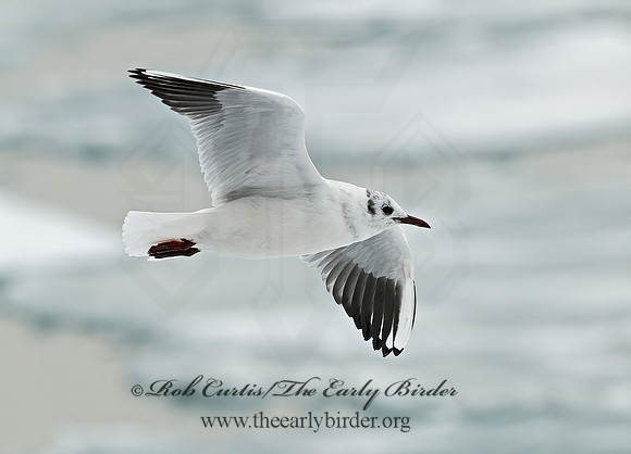 Chroicocephalus ridibundus  BLACK-HEADED GULL 6021004z