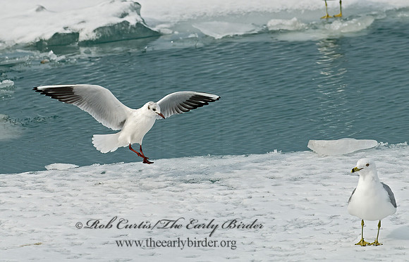 Chroicocephalus ridibundus  BLACK-HEADED GULL 6020947z
