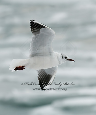 Chroicocephalus ridibundus  BLACK-HEADED GULL 6021005z