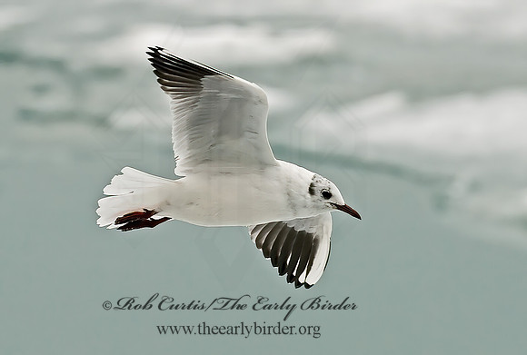 Chroicocephalus ridibundus  BLACK-HEADED GULL 6021034z