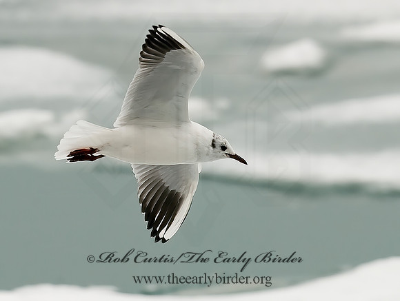 Chroicocephalus ridibundus  BLACK-HEADED GULL 6021035z