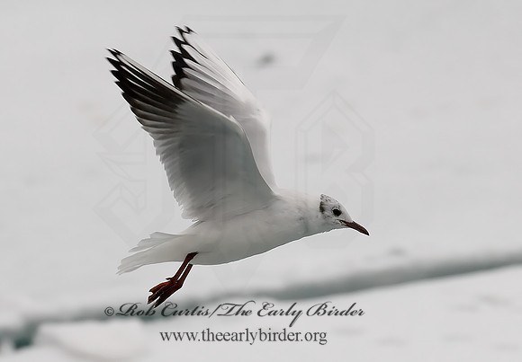 Chroicocephalus ridibundus  BLACK-HEADED GULL 6021065z