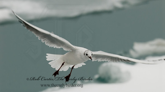 Chroicocephalus ridibundus  BLACK-HEADED GULL 6021066z