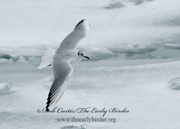 Chroicocephalus ridibundus  BLACK-HEADED GULL 6021000z