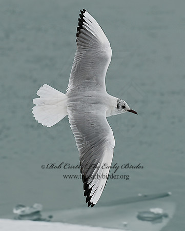 Chroicocephalus ridibundus  BLACK-HEADED GULL 6020996z