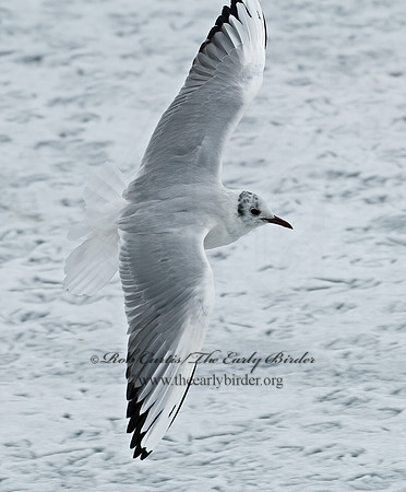 Chroicocephalus ridibundus  BLACK-HEADED GULL 6021012z