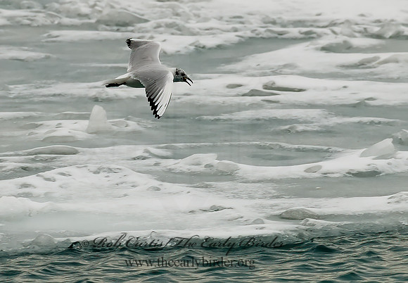 Chroicocephalus ridibundus  BLACK-HEADED GULL 6021020z