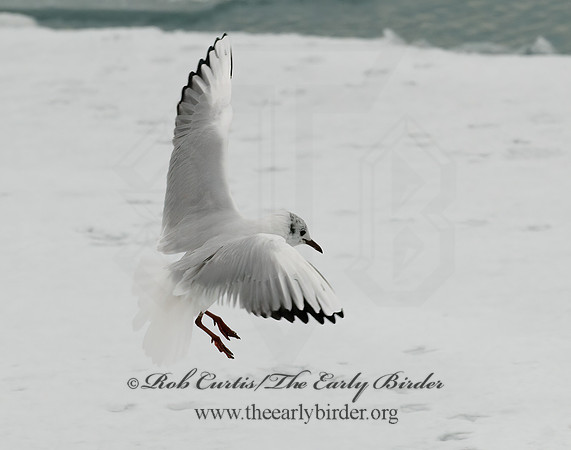 Chroicocephalus ridibundus  BLACK-HEADED GULL 6021036z