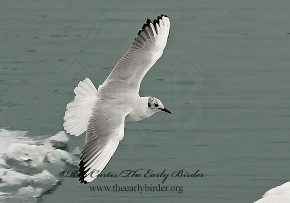 Chroicocephalus ridibundus  BLACK-HEADED GULL 6021086z